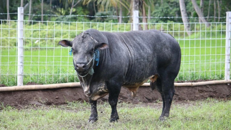 Sapi Gama Resmi Diakui, Kolaborasi Riset UGM dan Dunia Industri