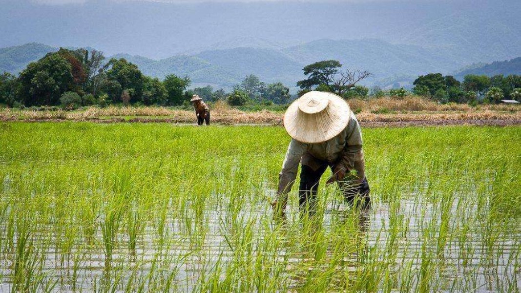 Harga Beras Naik, Petani Tetap Miskin