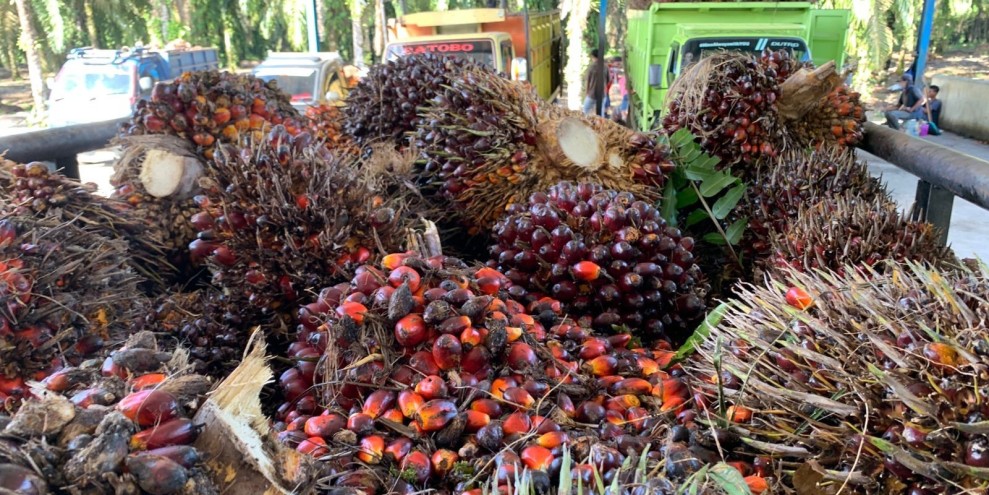 Harga Sawit Mitra Swadaya Riau Tembus 4 Ribu Per Kilogram Minggu Ini