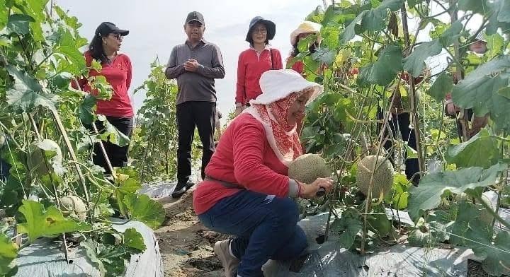 Petani Melon Harapan Jaya Dorong Sinergi Strategis Melalui Kerja Sama MBG Demi Kesejahteraan