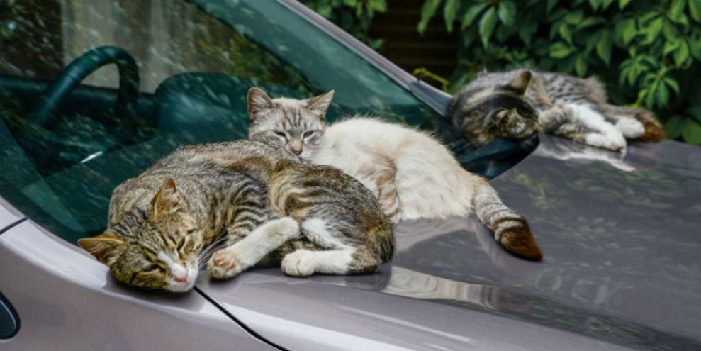 Kucing Peliharaan Ikut Road Trip 160 Km di Atap Mobil