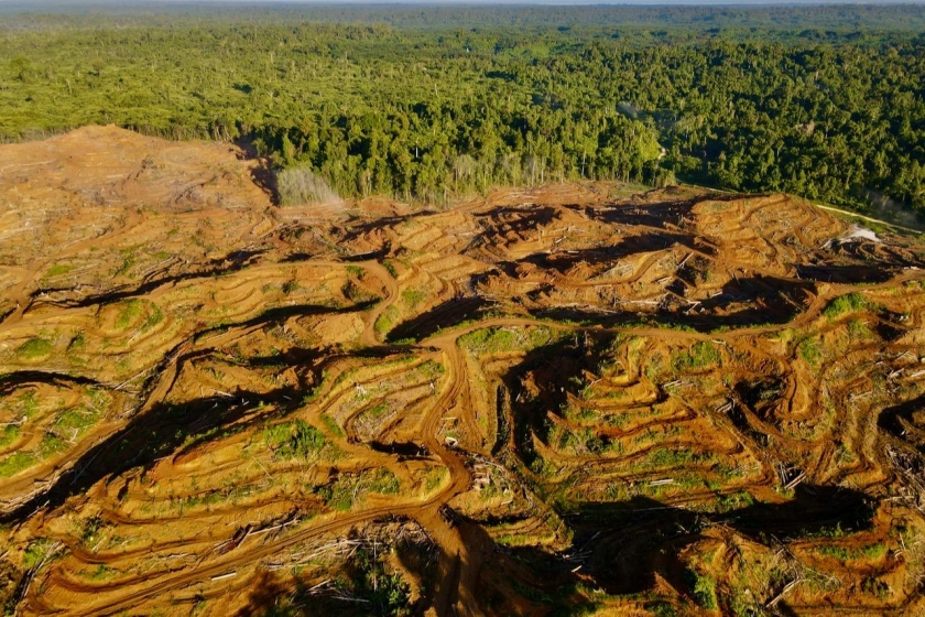 Koalisi Mendesak DPD Kawal Proyek 20 Juta Hektar Hutan untuk Pangan dan Energi: Ancaman terhadap Keberlanjutan Lingkungan dan Hak Masyarakat Adat