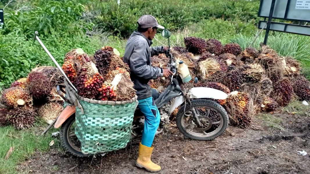 Harga Sawit Jambi Tembus Rp3.666 per Kg Oktober 2025