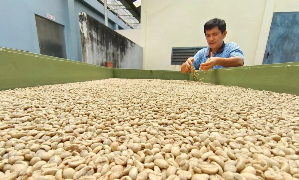 Harga Kopi Petani Sumsel Labil di Tengah Lonjakan Ekspor