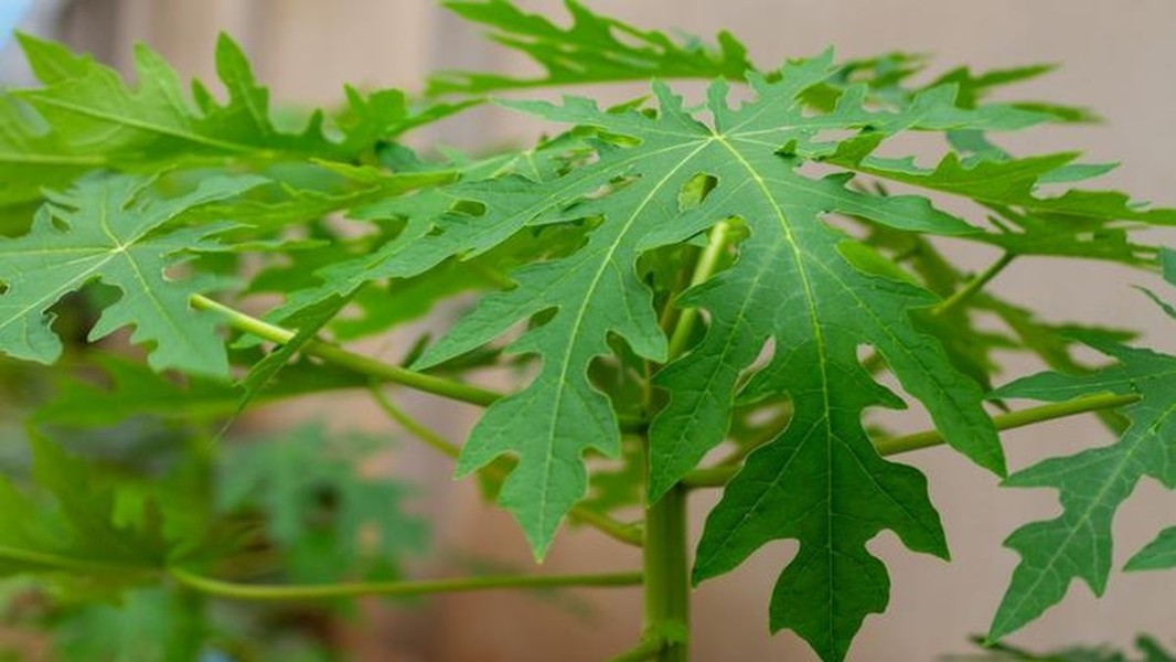 6 Khasiat Daun Pepaya untuk Kesehatan Tubuh dan Kulit