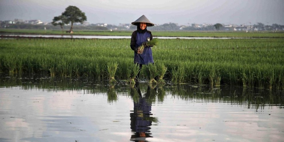 Petani Jombang Manfaatkan Kemarau Tanam Padi Tiga Kali Dalam 1 Tahun