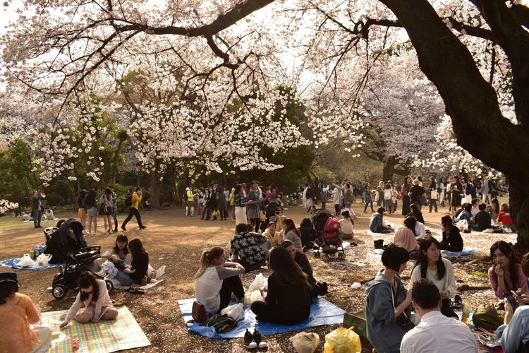 Musim Semi Jepang Hanami Tradisi Sakura Keindahan Filosofi Hidup
