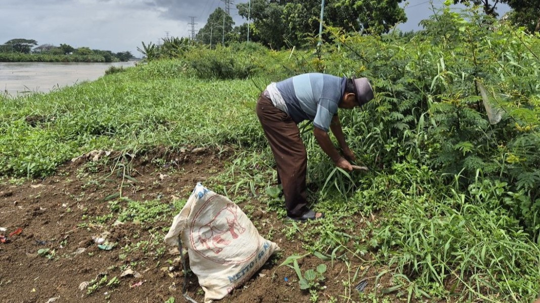 Bantaran BKT Disulap Jadi Lahan Pertanian Produktif dan Bernilai Ekonomi