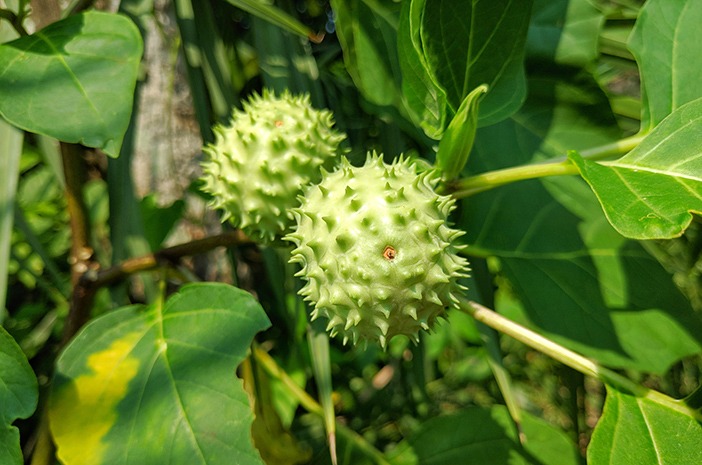 Jangan Asal Segar! Daftar Buah yang Boleh dan Terlarang untuk Buka Puasa