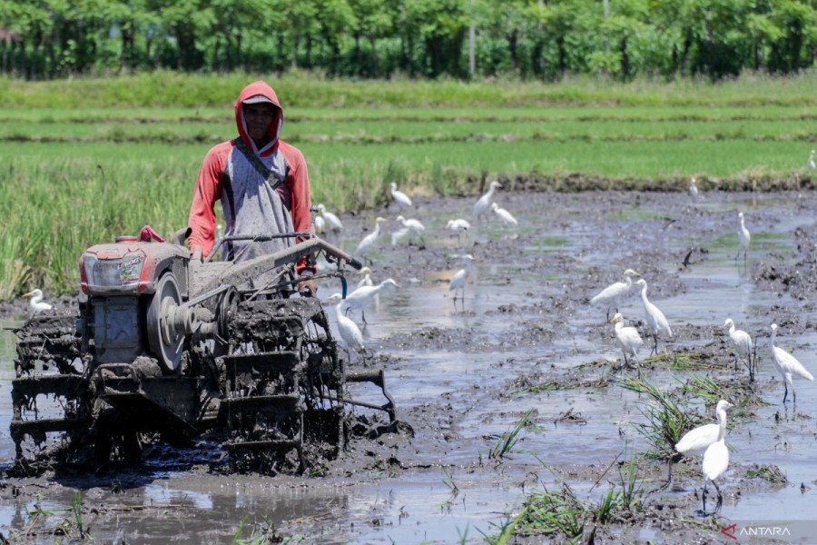 Petani Krisis Pupuk: Upaya Mendapatkan Pupuk Bersubsidi dari Pemerintah