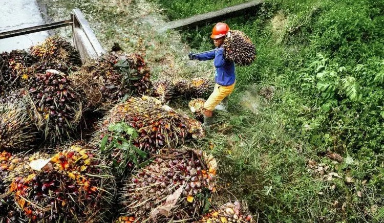 Harga Sawit Riau Naik pada Periode 15-21 Oktober 2025