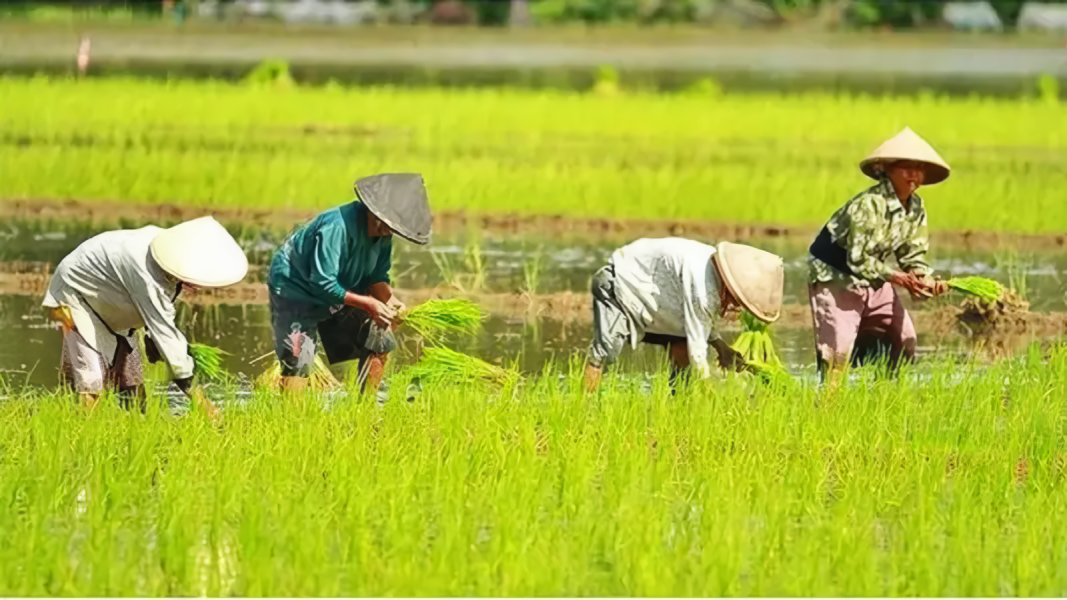 Petani Sukabumi Sumringah Sambut Hujan