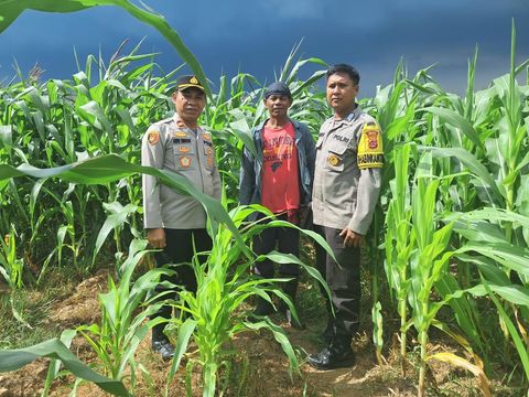 Ladang Jagung Serang Jadi Inspirasi Ketahanan Pangan Nasional Petani