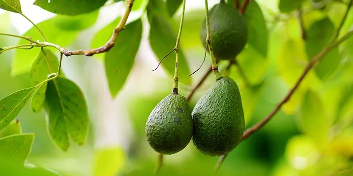 5 Manfaat Daun Alpukat Untuk Kesehatan Tubuh Secara Alami Lengkap