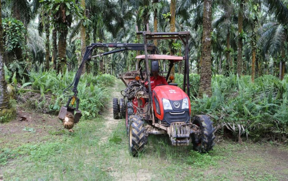 Emiten Sawit DSNG Sepakat Bagikan Dividen Rp498 Miliar