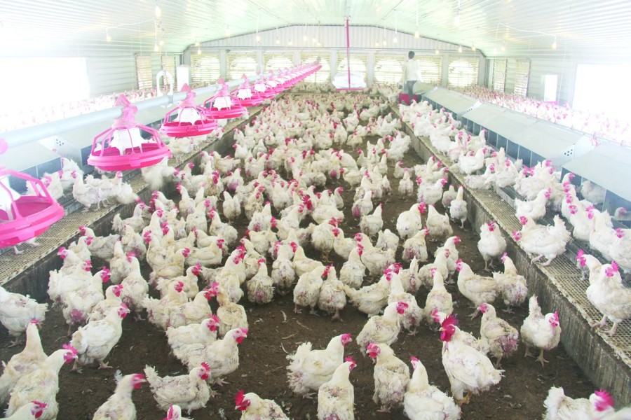 Peluang Usaha Ayam Petelur untuk Pemula, Berapa Modal Awal yang Harus Disiapkan?