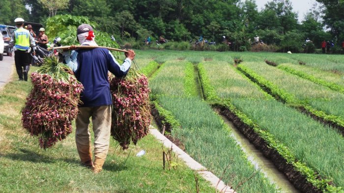 Samosir Tingkatkan Pendampingan kepada Petani Bawang untuk Peningkatan Produktivitas