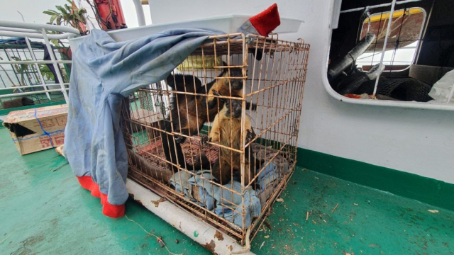 Penangkapan Hewan Liar Konsumsi di Pelabuhan Gorontalo: 48 Tikus, 21 Kelelawar, dan 3 Musang Diamankan