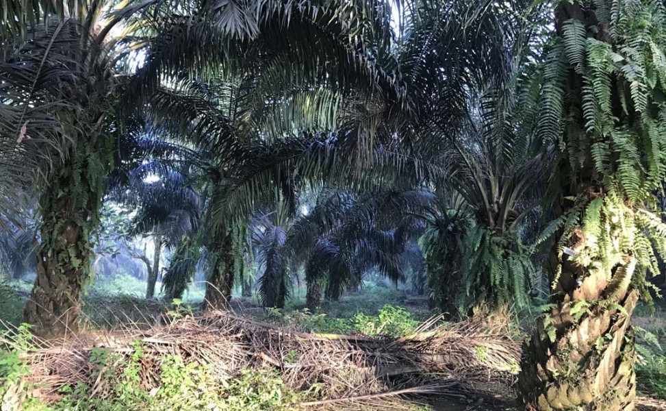 Krisis di Balik Pemutihan Izin Perkebunan Sawit: Antara Korporasi Bermasalah dan Konflik Sosial