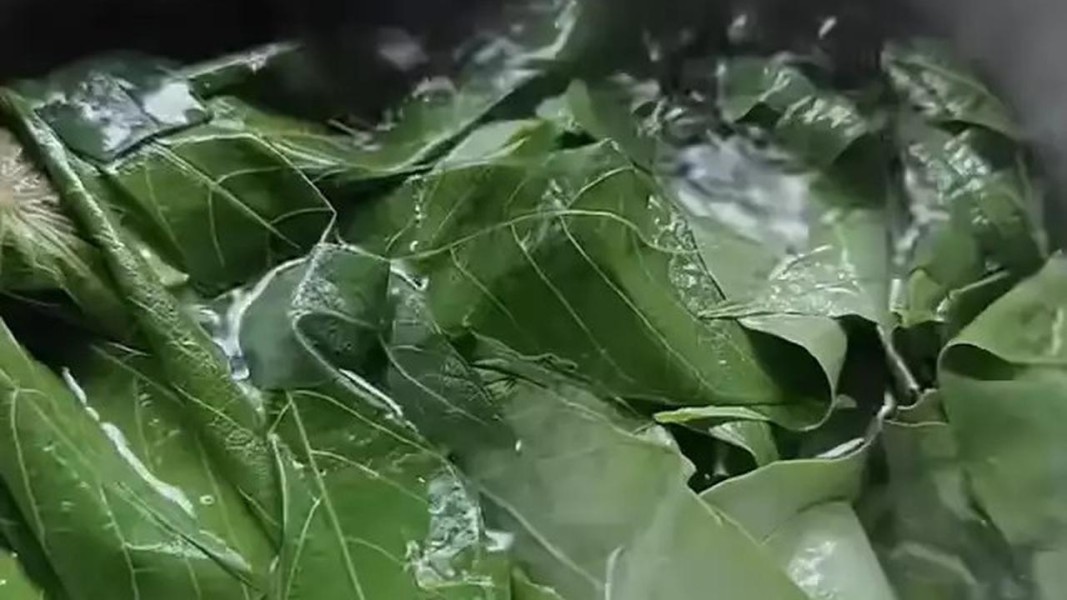 Kenapa Daun Singkong Wajib Direbus Sebelum Dikonsumsi