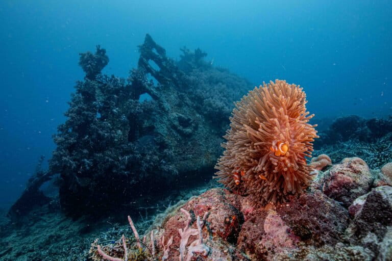 Eksplorasi Keindahan Bawah Laut Teluk Doreri Dan Jejak Sejarah Dunia 2