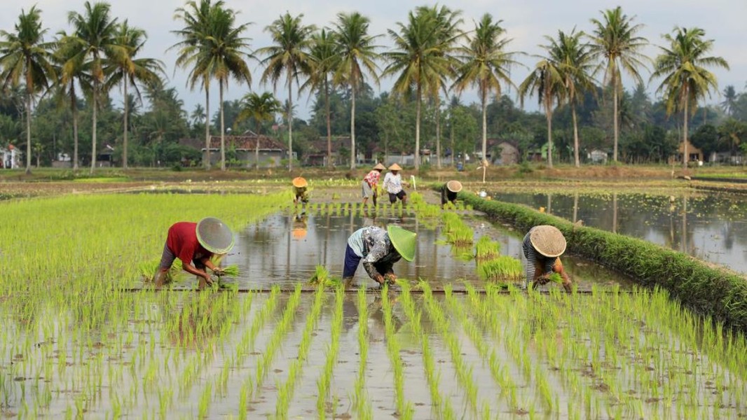 Gaji Petani Milenial di Indonesia Tembus Rp 20 Juta, Inisiatif Prabowo Genjot Minat Anak Muda Terjun ke Pertanian