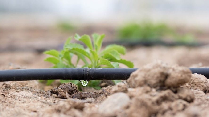 Irigasi Tetes: Solusi Efisien dan Ramah Lingkungan bagi Petani Modern