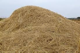 Jerami Padi Jadi Sumber Energi Bioetanol Masa Depan