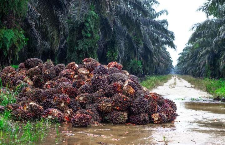 Harga TBS Sawit Sumut Menguat, Pekan Ketiga Januari 2026 Naik Signifikan