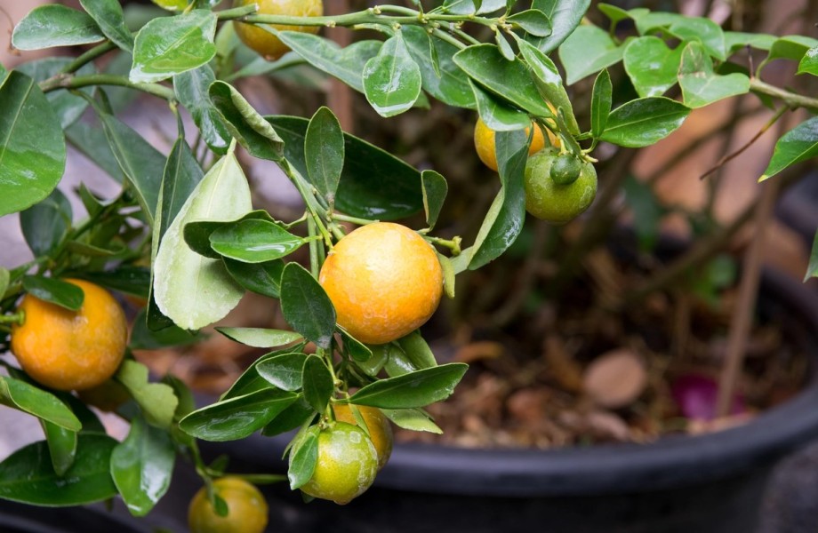Rekomendasi 15 Tanaman Buah dalam Pot, Cepat Berbuah dan Mudah Dirawat
