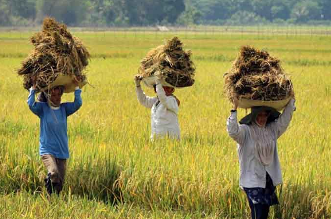 Desakan Audit Ketat BPK RI: Transparansi Anggaran Dinas Pertanian dan Nasib Petani Batu Bara