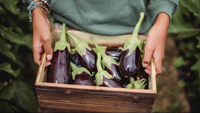 Konsumsi Terong Perlu Waspada Bagi Beberapa Kelompok Tertentu