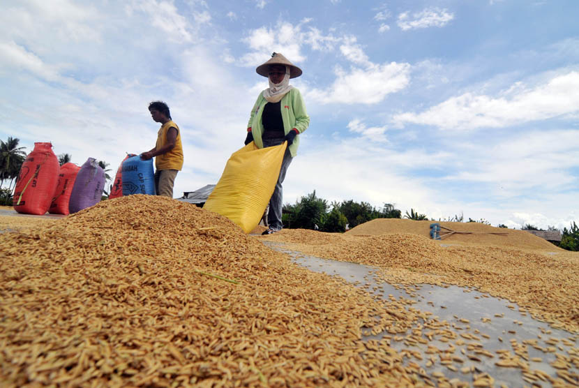 Harga Gabah Naik, Petani Abdya Sejahtera