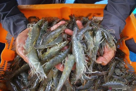 Indonesia Tingkatkan Standar Ekspor Udang dengan Sertifikasi Bebas Cesium-137