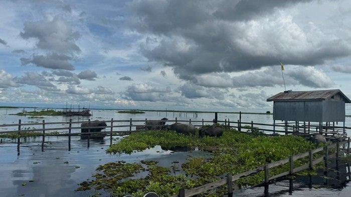 Wisata Baru di Kalimantan Selatan: Pacuan Kerbau Rawa di Paminggir Siap Hadirkan Atraksi Menarik di Tahun 2025