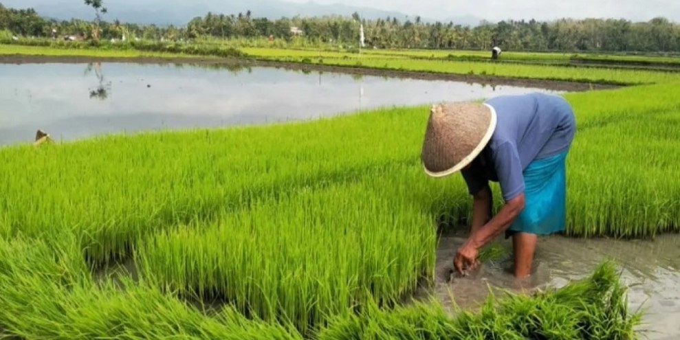 Program Benih Gratis Bantu Petani Sulsel Tingkatkan Produksi Padi Nasional