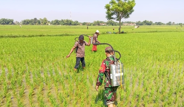 Petani Desa Toket Tingkatkan Kualitas Tanaman Padi dengan Bantuan Babinsa
