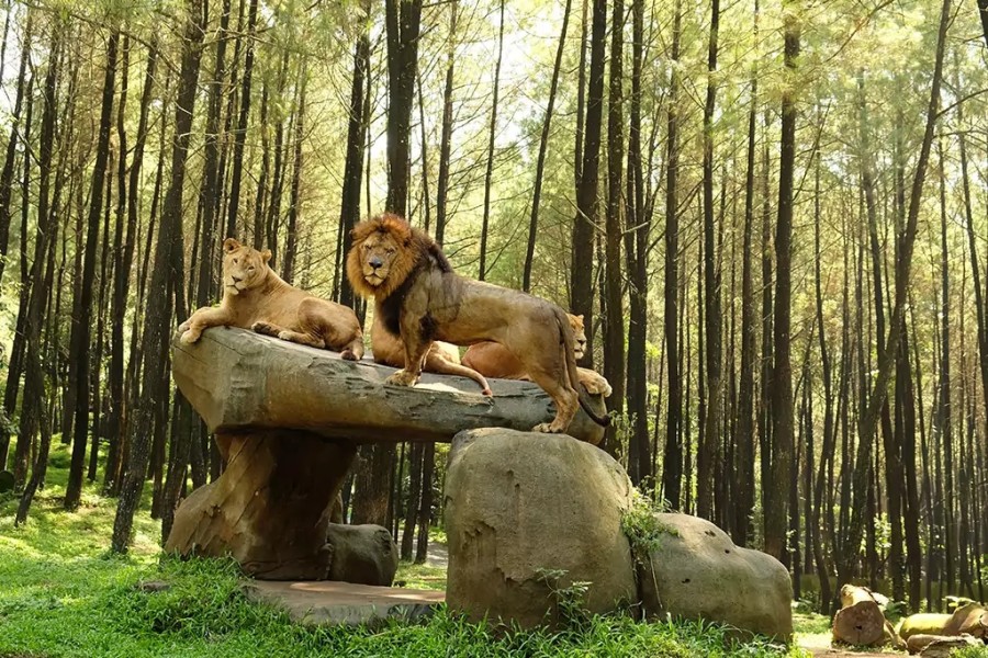 Taman Safari Indonesia: Liburan Seru Keluarga