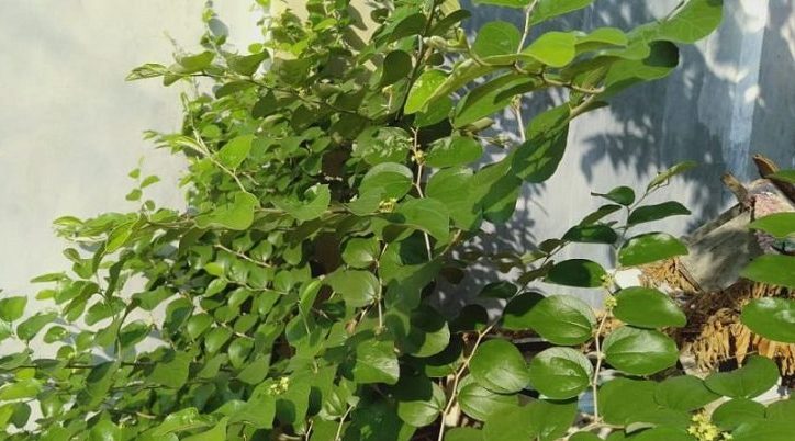 Pohon Bidara adalah: Morfologi dan Manfaatnya bagi Kesehatan
