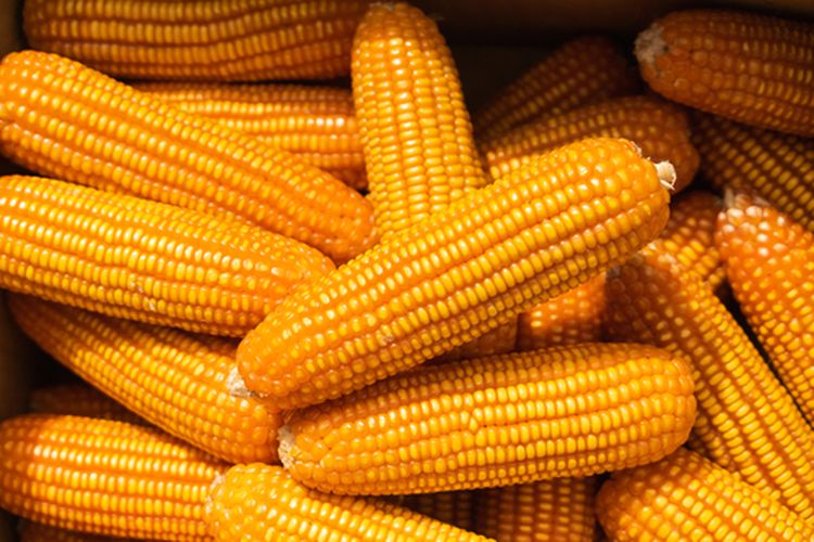 Impor Jagung AS Disepakati, Petani Lokal Soroti Dampaknya dalam Perjanjian Dagang