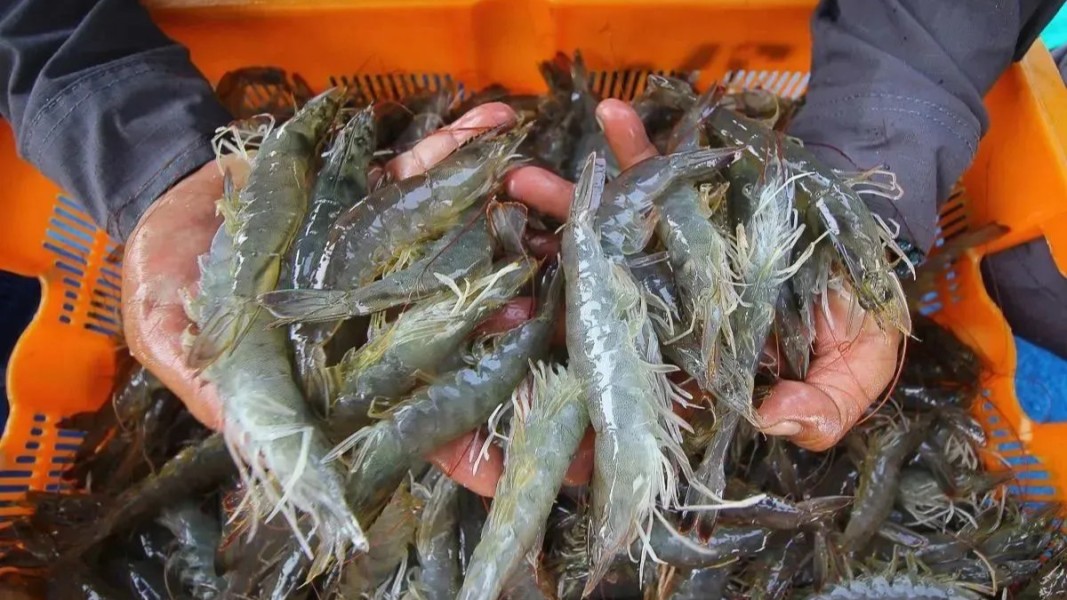 KKP Fokus Kembangkan Industri Udang Nasional dari Hulu Berkelanjutan