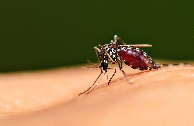 Kemenkes Siapkan Tiga Strategi Prioritas untuk Atasi Kasus Malaria di Papua