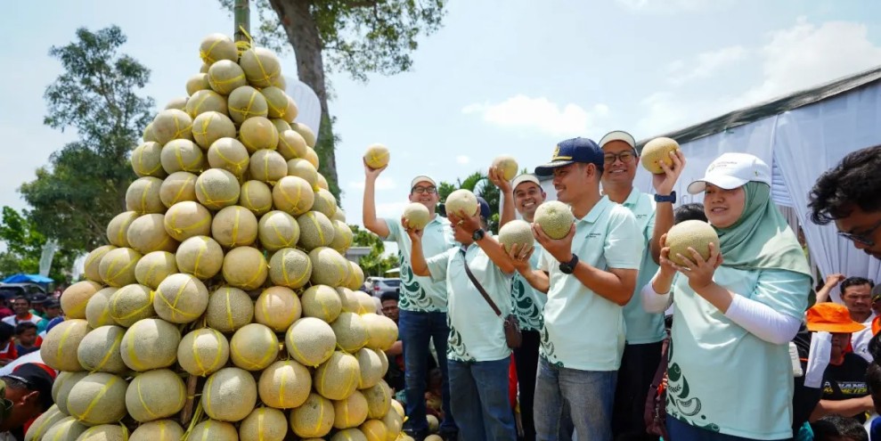 Program Pestani Melon Bantu Petani Pantura Tingkatkan Pendapatan Signifikan