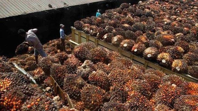 Harga Minyak Sawit Mentah CPO Menguat ke MYR 4.198 per Ton, Ini Analisis Lengkapnya