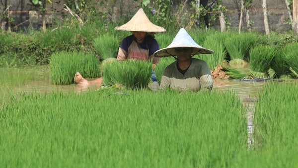 Petani Tambakbaya Antusias Terapkan Inovasi Pertanian Ramah Lingkungan