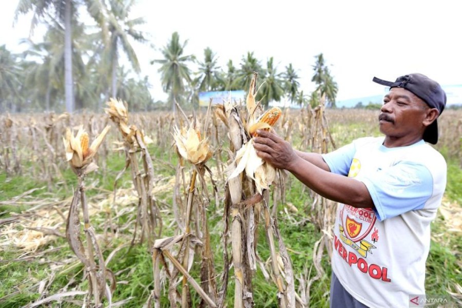 Harga Jagung Naik, Petani Gorontalo Beruntung