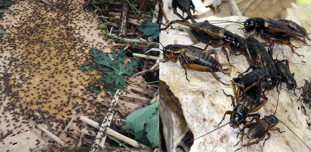 Program Jangkrik BOS Indocement Jadi Model Kolaborasi ESG Terpadu Nasional