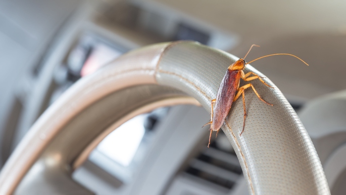 Cara Membasmi Kecoa di Mobil dengan Bahan Alami Paling Ampuh