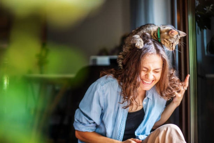 7 Manfaat Ilmiah Memelihara Kucing di Rumah untuk Kesehatan