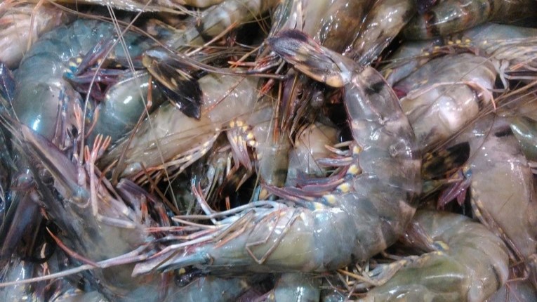 Temuan Cesium-137 di Udang Cikande Picu Waspada